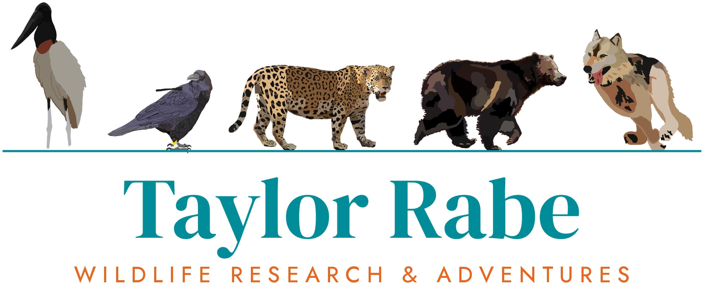 Taylor Rabe, Wildlife Research and Adventures