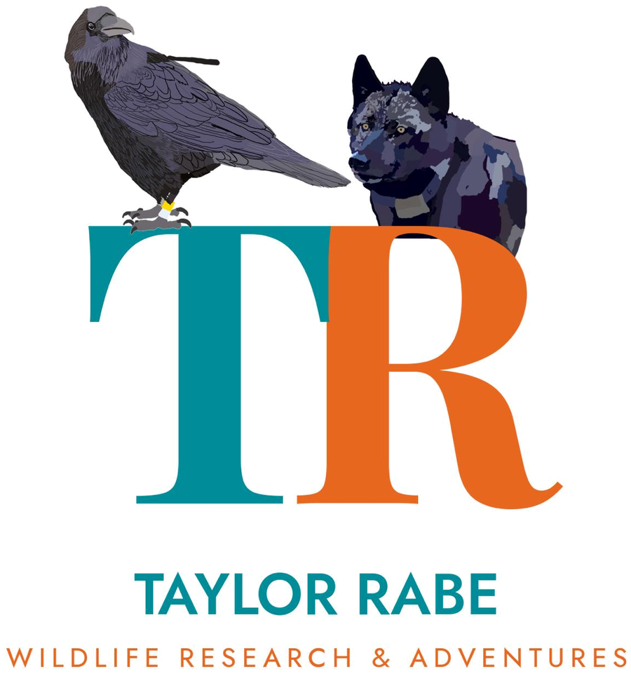 Taylor's TR monogram: a raven perched on the T, a black wolf behind the R