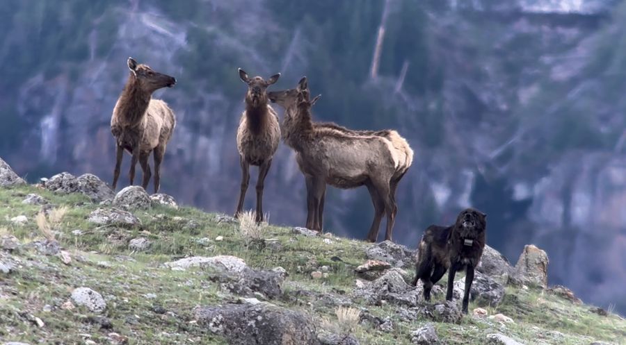 A black wolf below a group of elk on a rocky slope