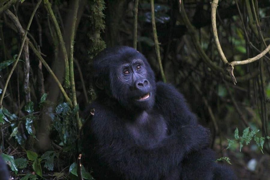 A gorilla sitting in dense forest