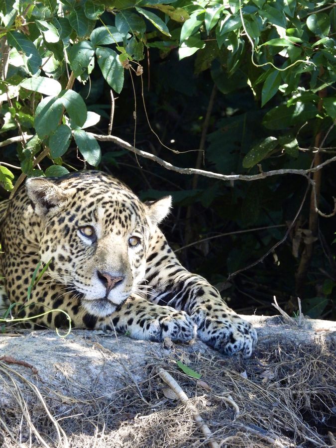A jaguar resting on a log under leaves