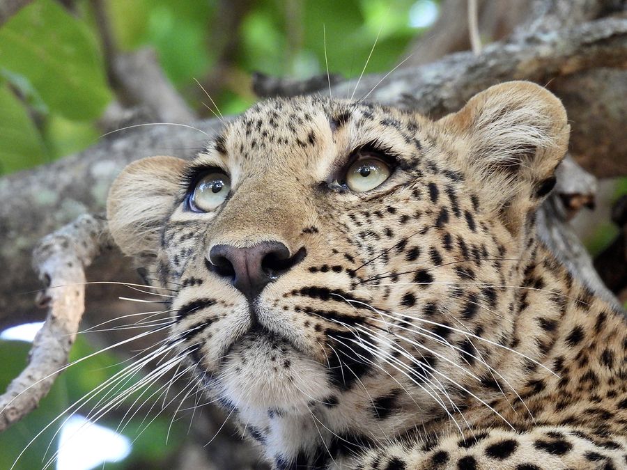 A leopard in a tree, looking up