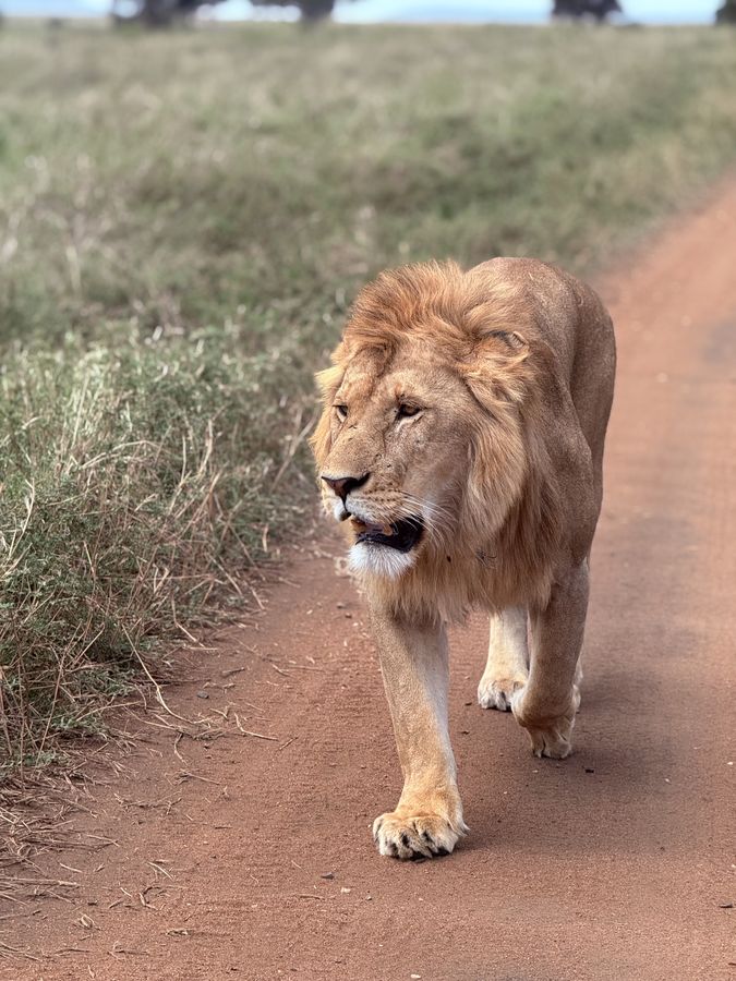 A male lion walking along a dirt track