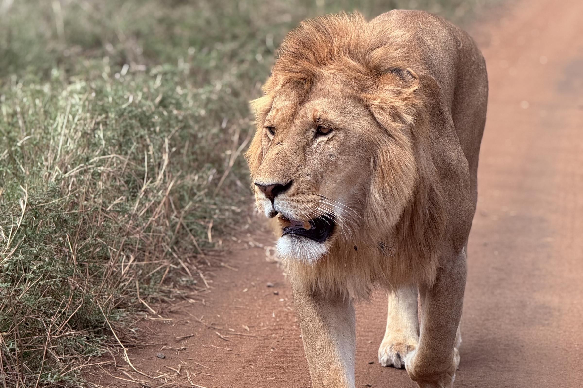 A male lion walking along a dirt track