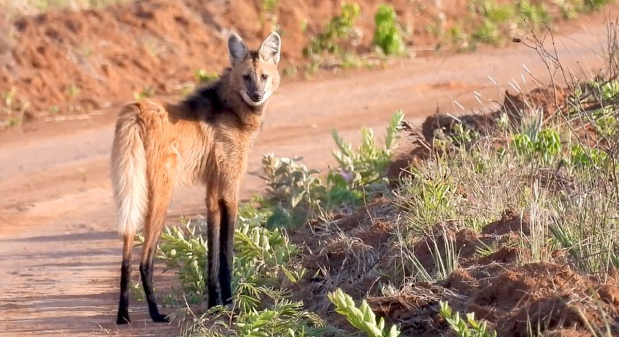 A maned wolf standing on a red dirt road