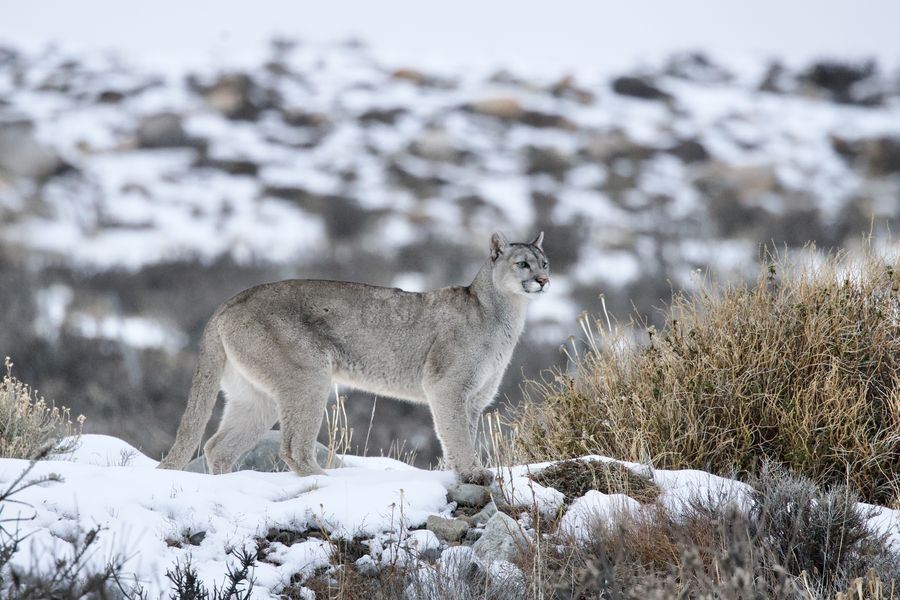 A puma standing in snow