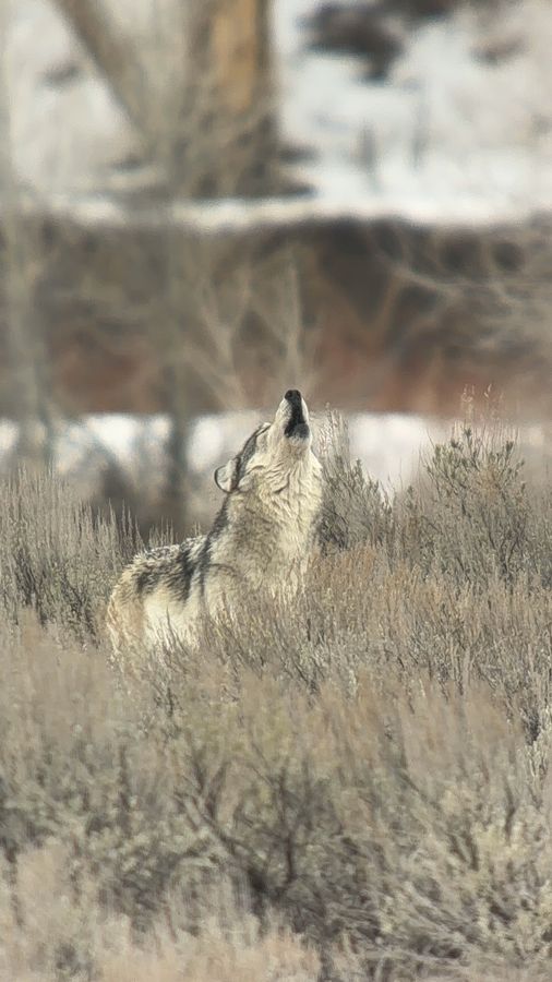 A grey wolf howling in sagebrush