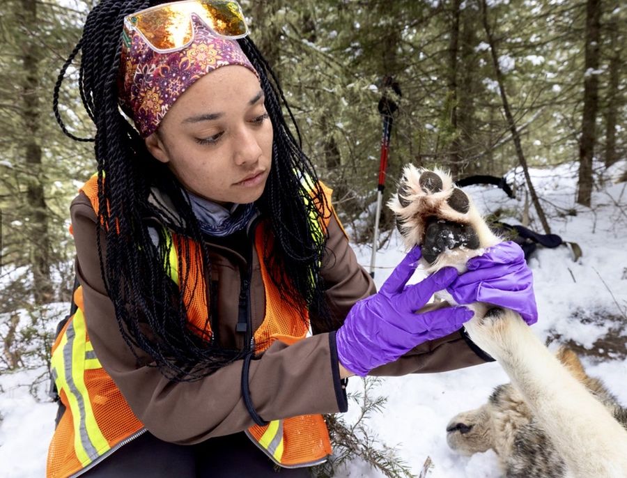 Taylor in purple gloves examining a wolf's paw in the snow